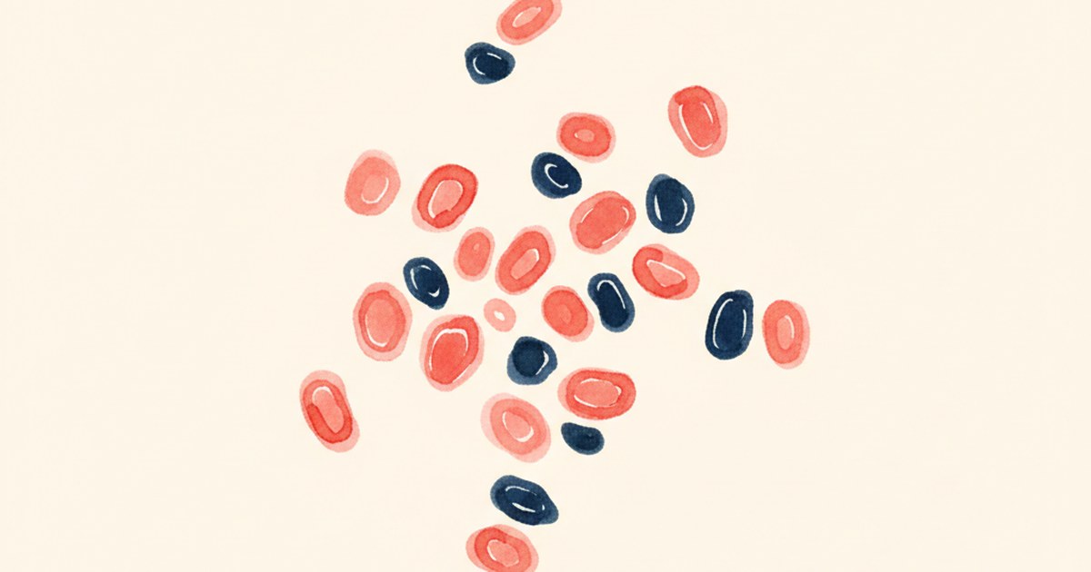 Editorial watercolor of blood cells and bone marrow.
